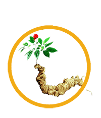 Tam thất